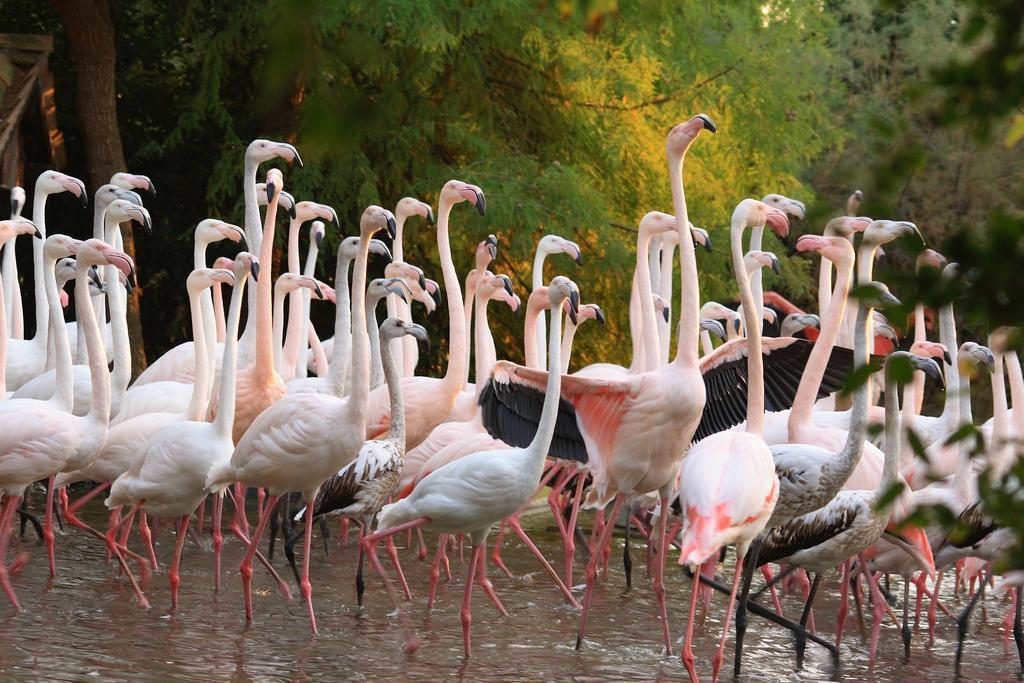 Green Village Eco Resort Lignano Sabbiadoro Dış mekan fotoğraf